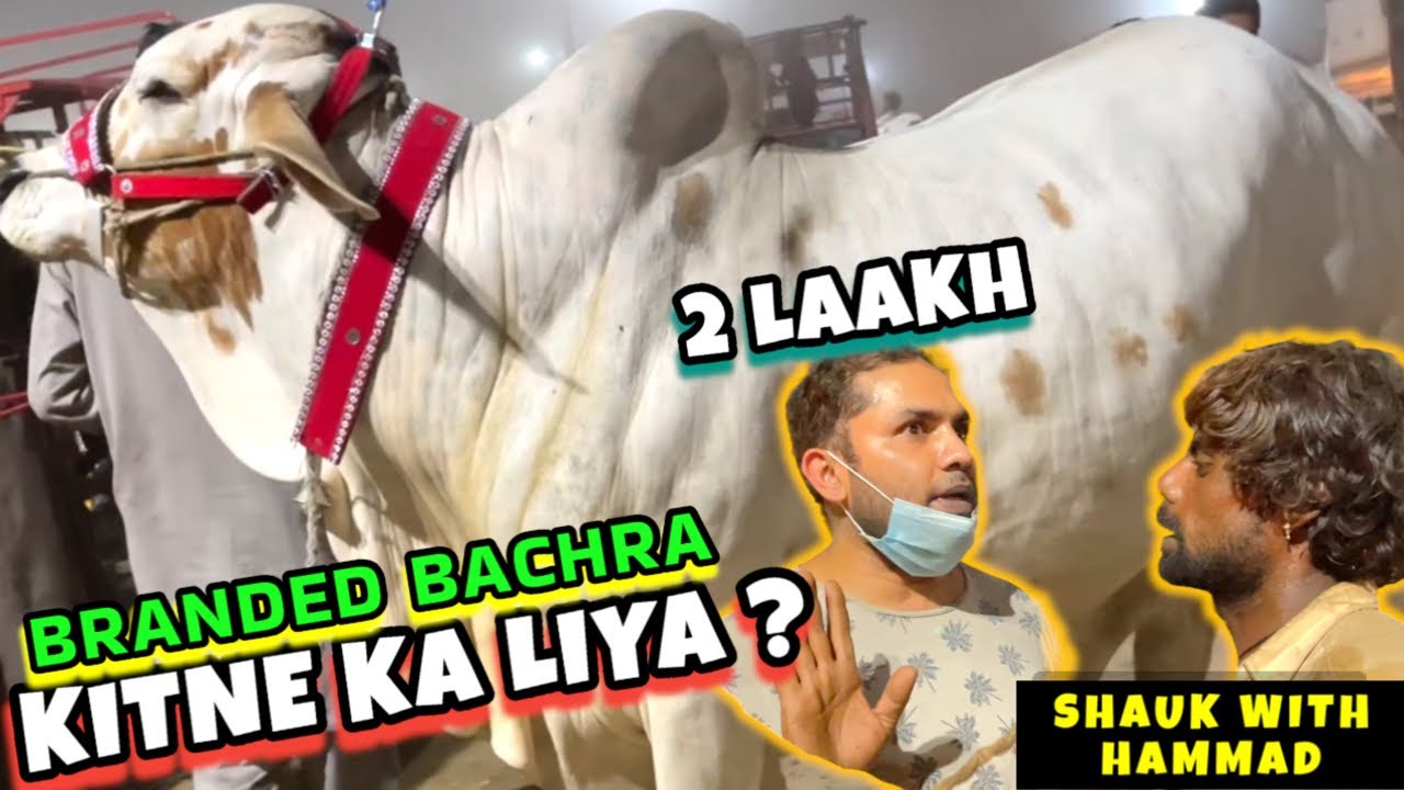 Kitne Ka Liya - DEAL KERWA DI - Cow Mandi - Lahore Shahpur Kanjra - Bakra Mandi Pakistan 2024