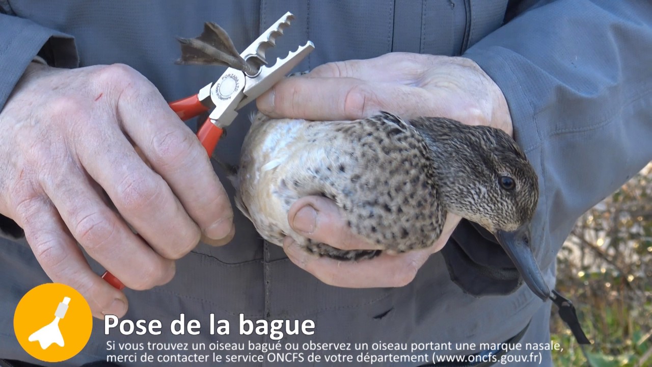Baguage de sarcelles d'hiver - Réserves du Massereau et du Migron