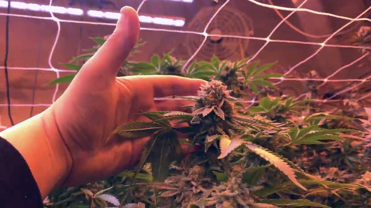 Ways to improve cannabis crops (Day 56 of Flower)