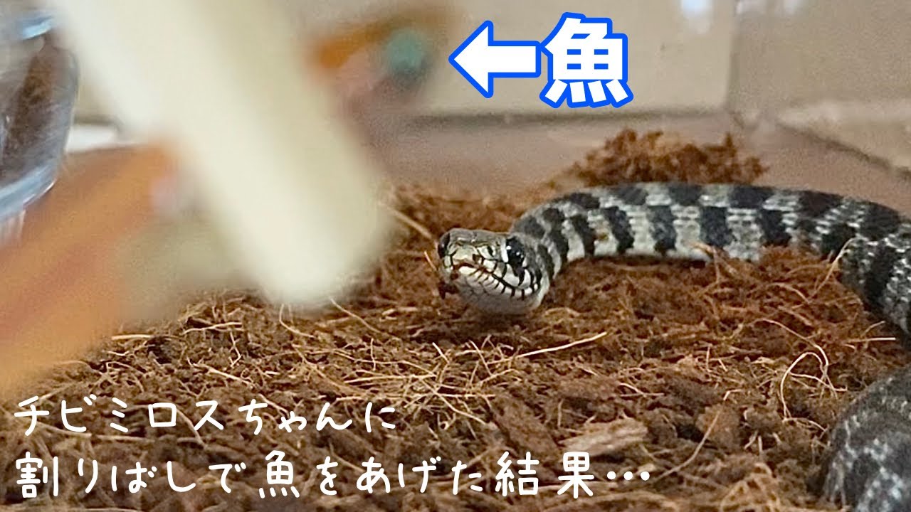 EUヤマカガシにハシで魚をあげた結果&hellip;＆ハンドリングで餌やり【蛇の捕食】&diams;️ natrix natrix The result of handing the fish with chopsticks