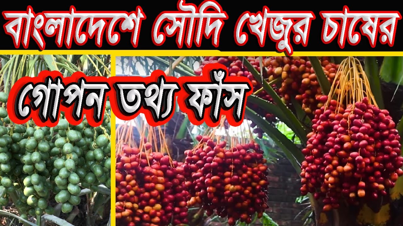 বাংলাদেশে সৌদি খেজুর চষের গোপন তথ্য ফাঁস।(16_16-04-2024_8862)