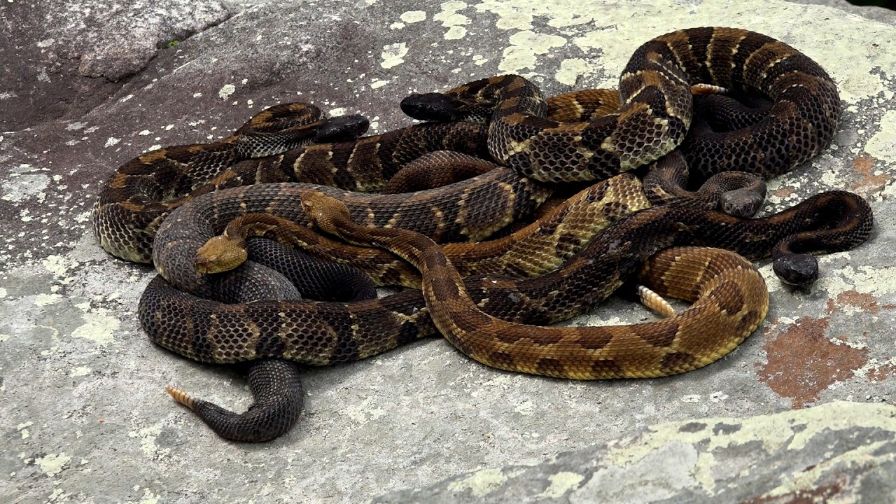 Hunting VENOMOUS Timber Rattlesnakes in Pennsylvania. WE FOUND A PILE OF SNAKES! 🐍🐍🐍 2026 HUGE DEN!