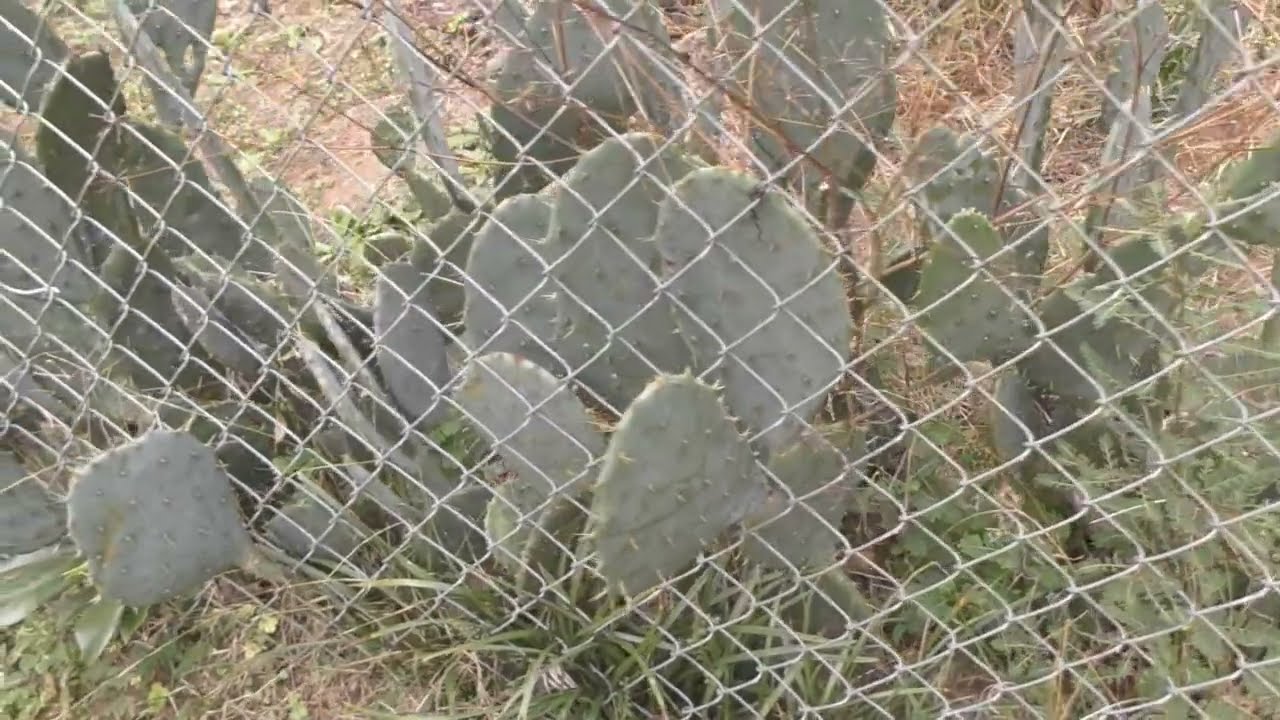 Using Prickly Pear Cactus as a Natural Barrier