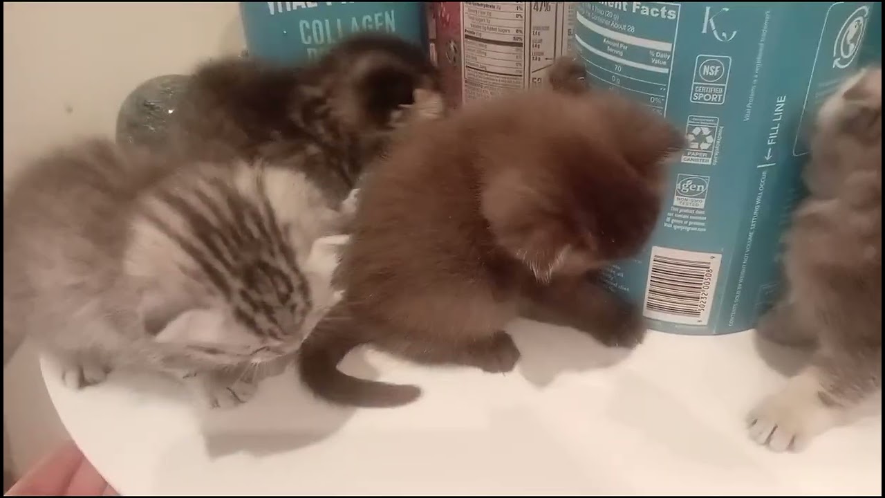 4 kittens so makulit na 