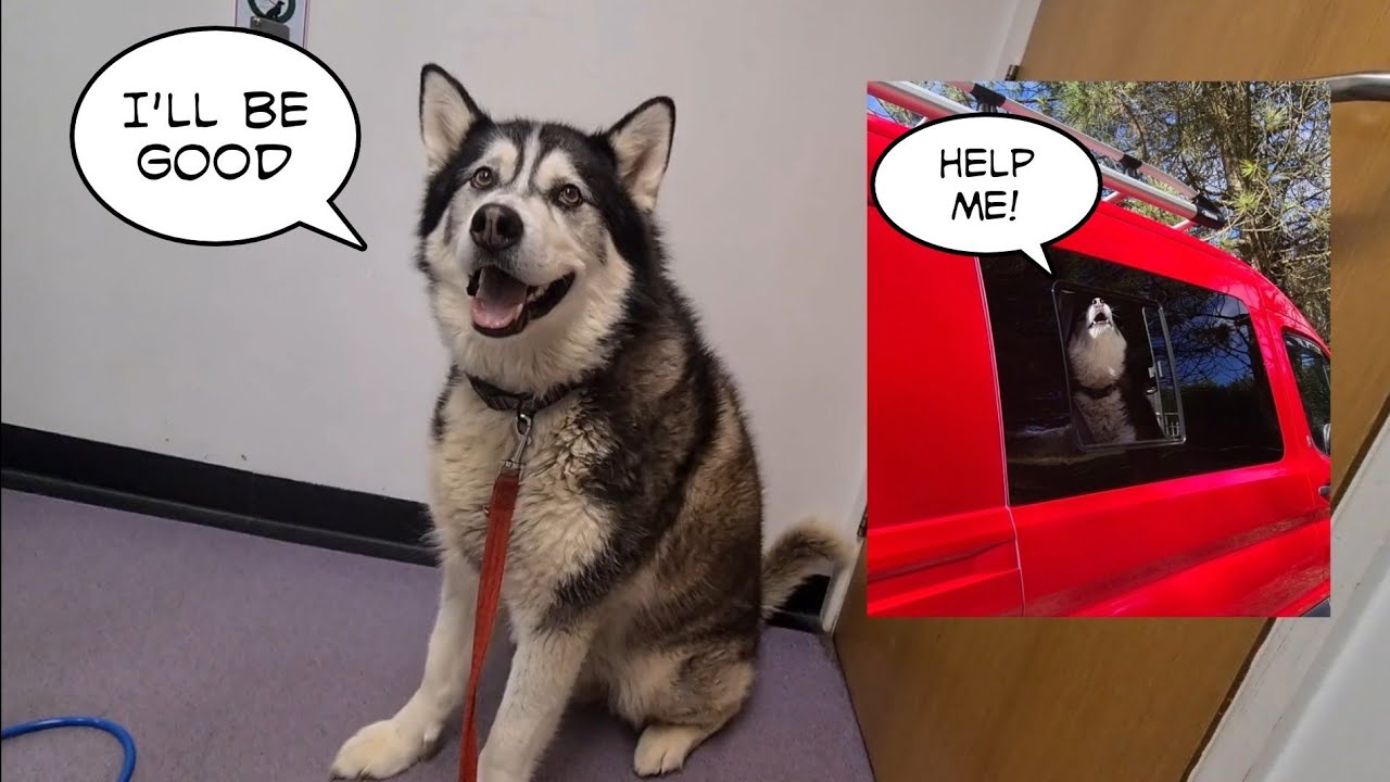 Husky visits the Vets and promises not to Embarrass me!