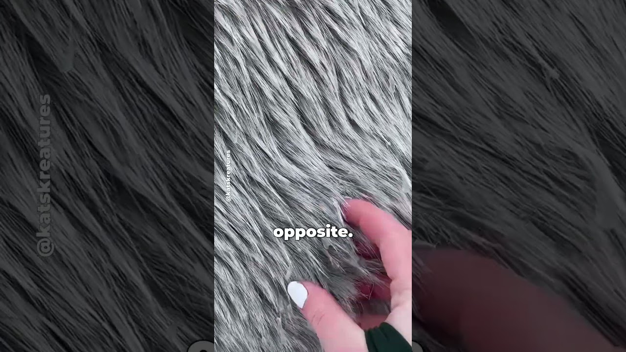Why Does Horse Back Snow Stay Frozen While Yours Melts Instantly?