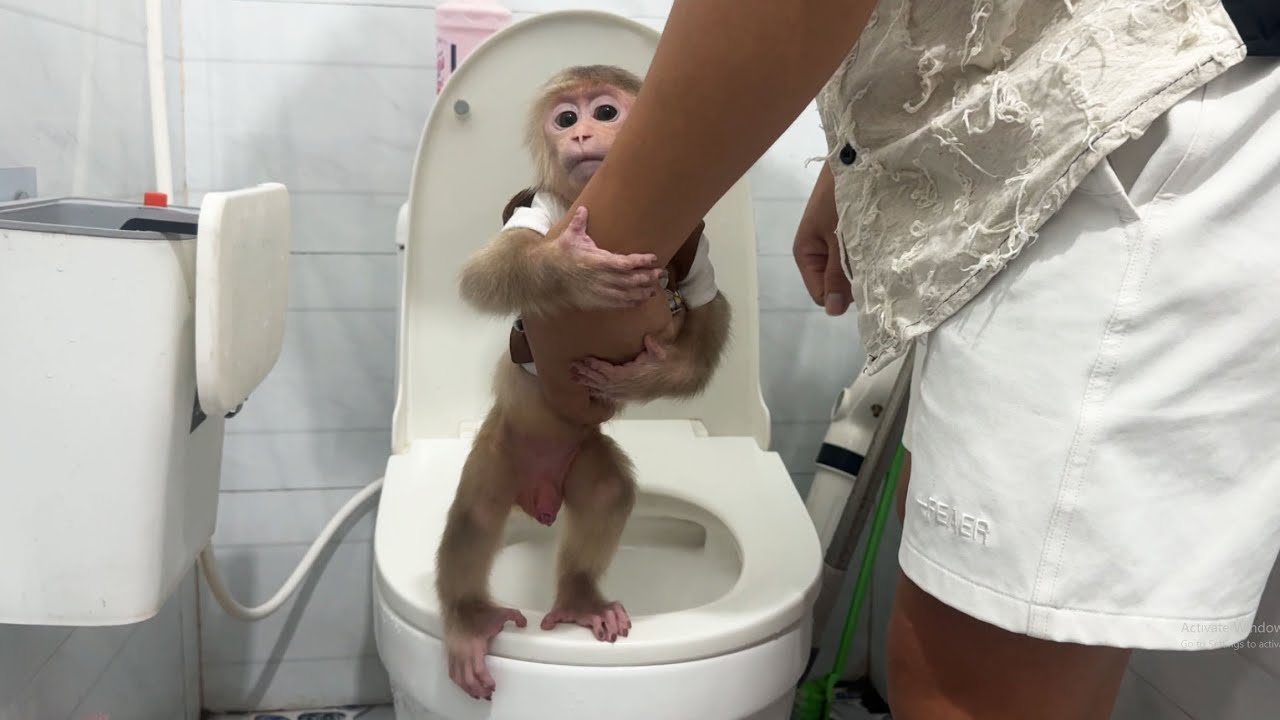 Monkey David gets special care from Dad when Mom is away