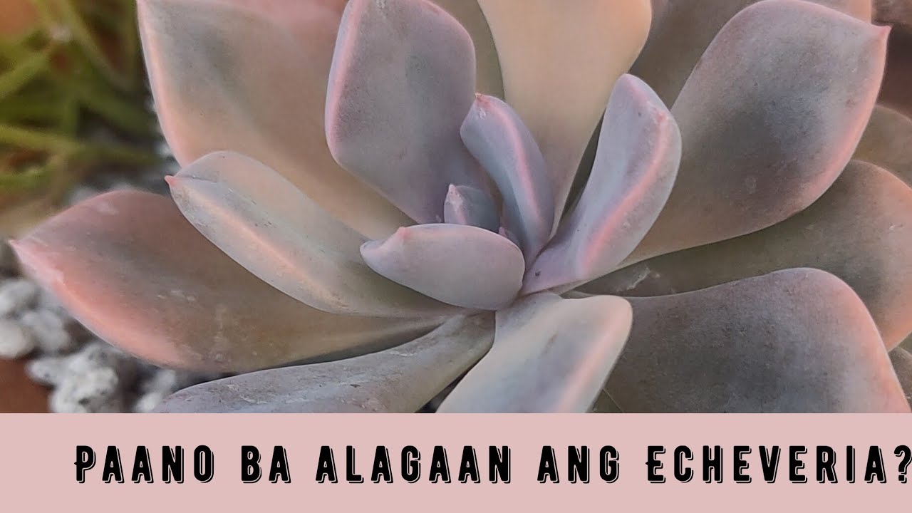 Succulent Care: Echeverias:  Easy Care + Tips (Philippines)