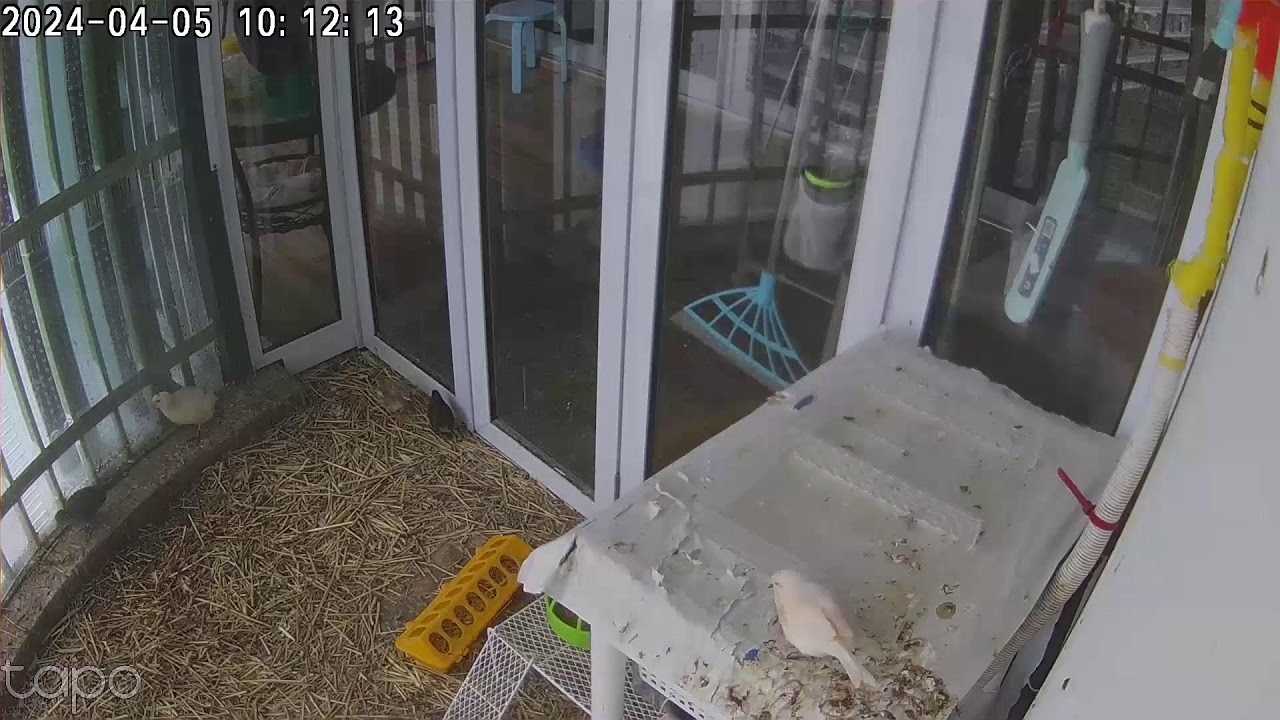 Live stream of mini aviary