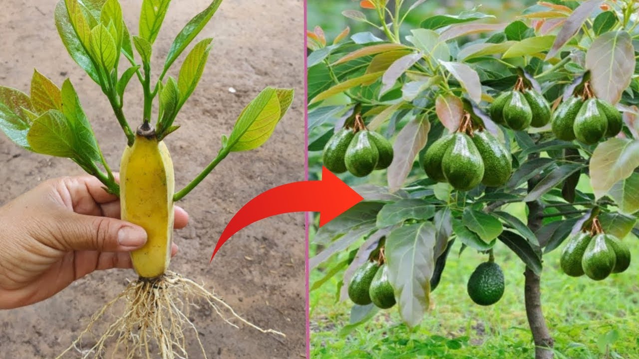 Special technique Propagate avocado with banana to produce 1000 roots overnight