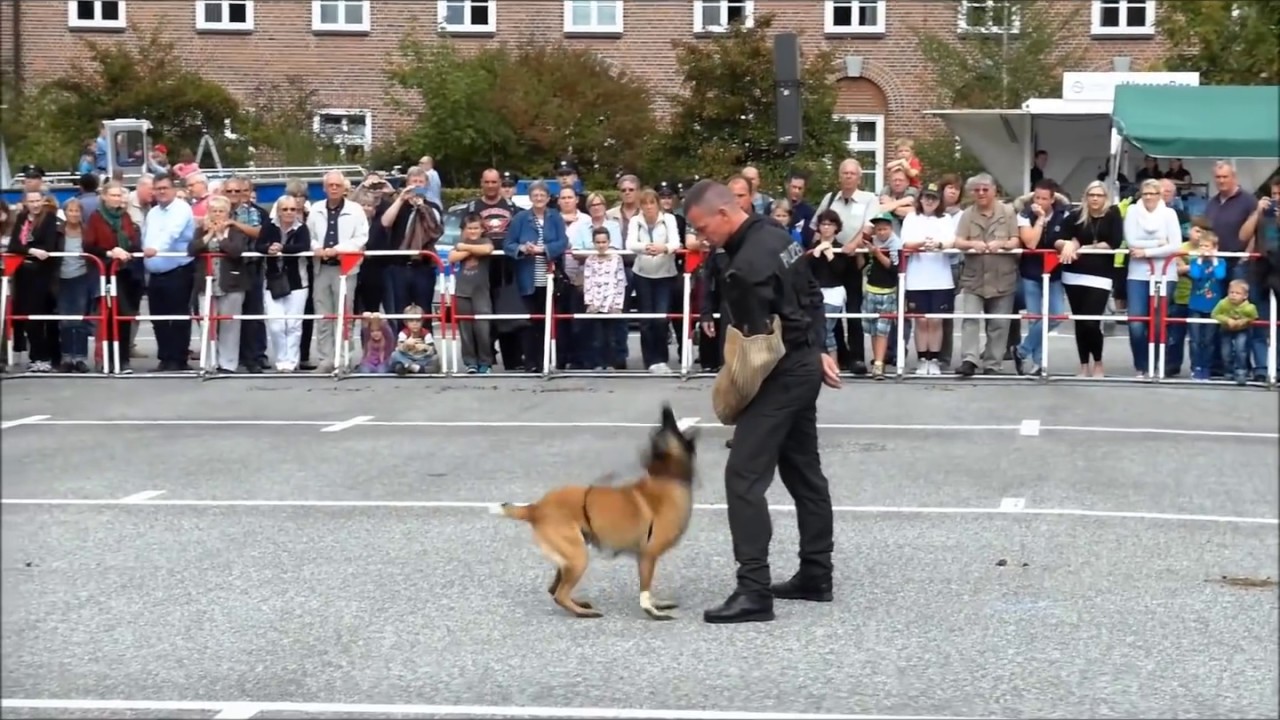 Was Polizeihunde alles können