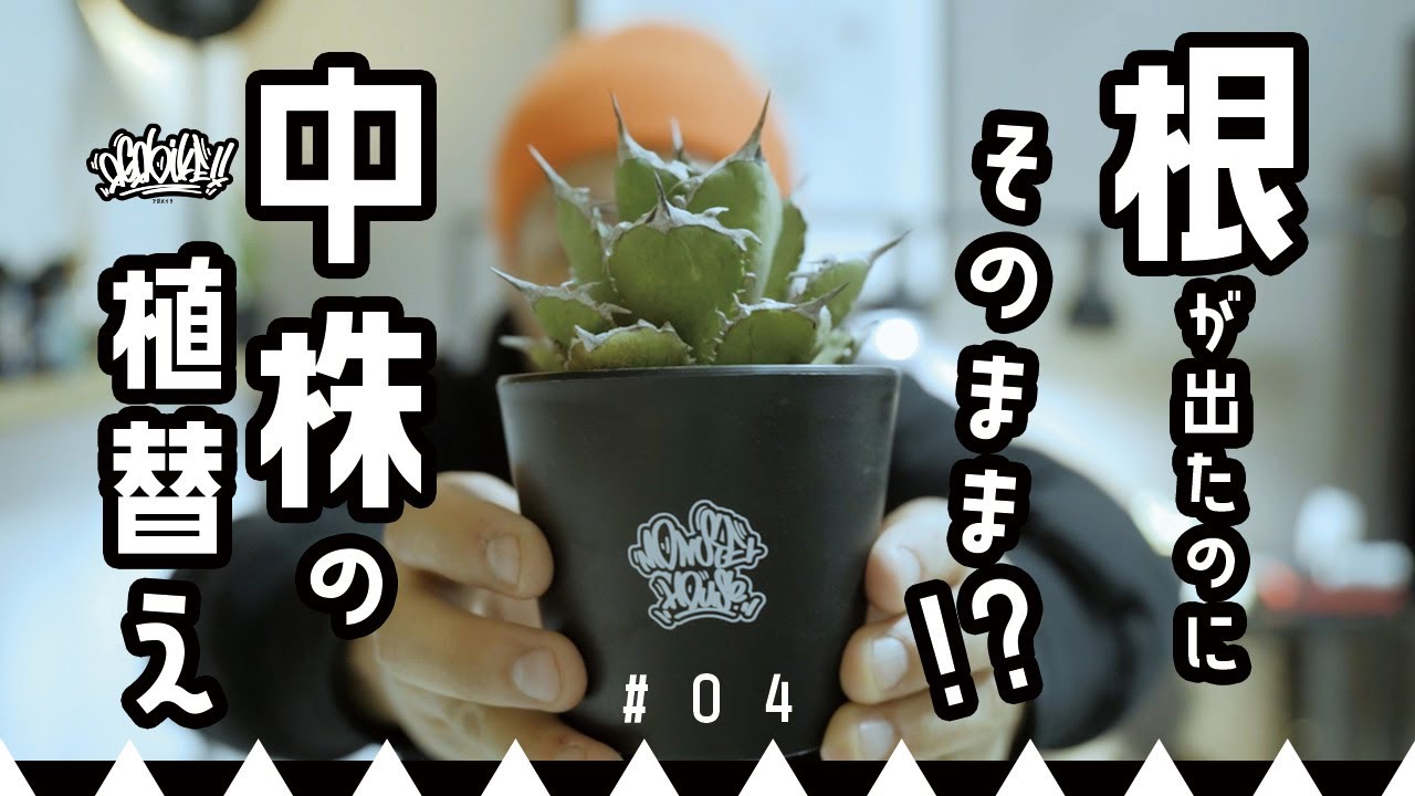 【アガベの植替え】根が出たのにまだそのまま？植え替えて元気な根を出そう