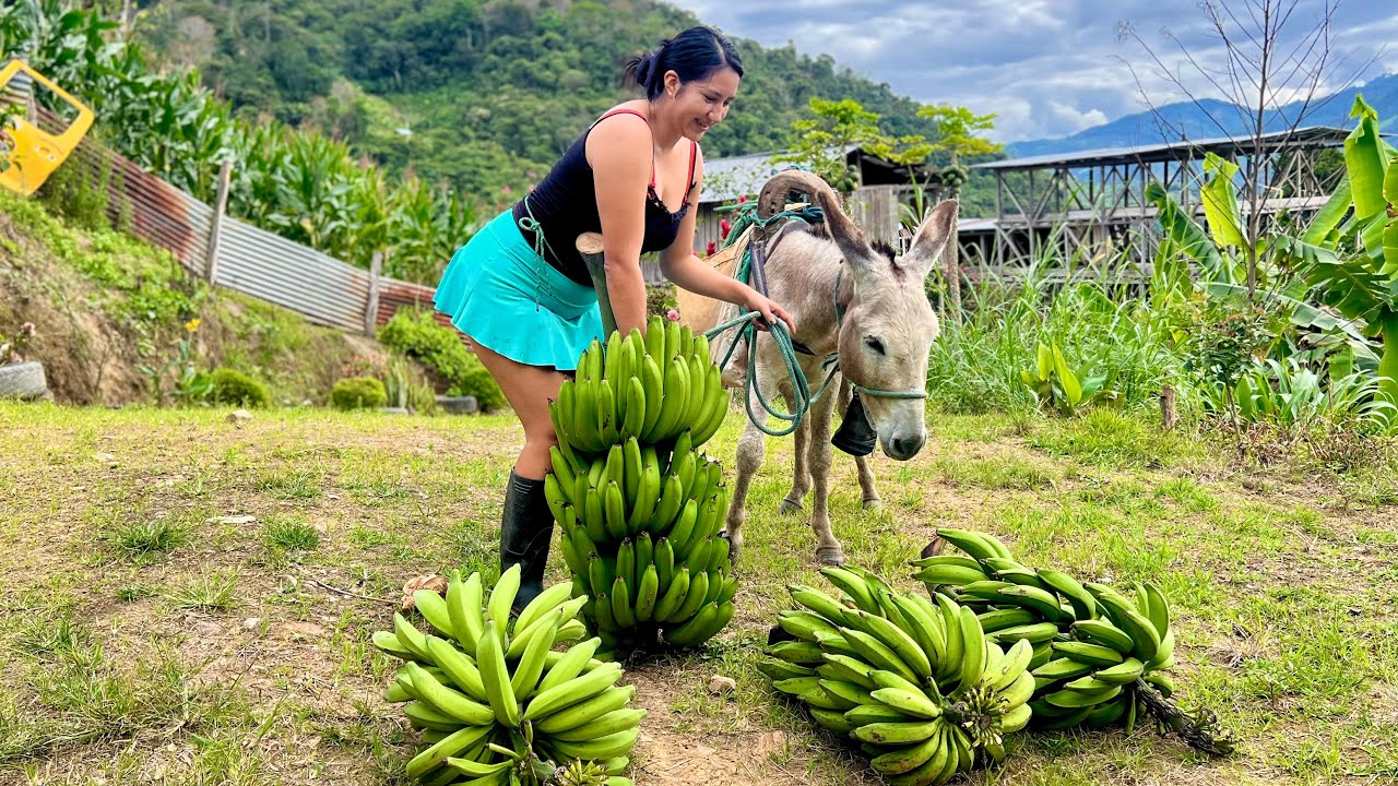 Mira cuántos  plátanos cortamos hoy en el campo, en compañía de mi burrito 