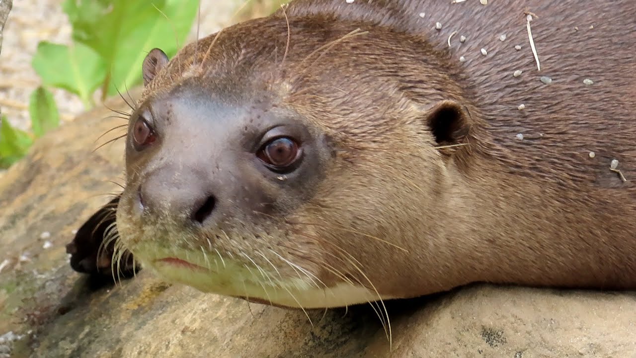 1434. Vydra obrovská, Giant Otter, Riesenotter, Reuzenotter, Бразильская выдра, Arirania amazońska