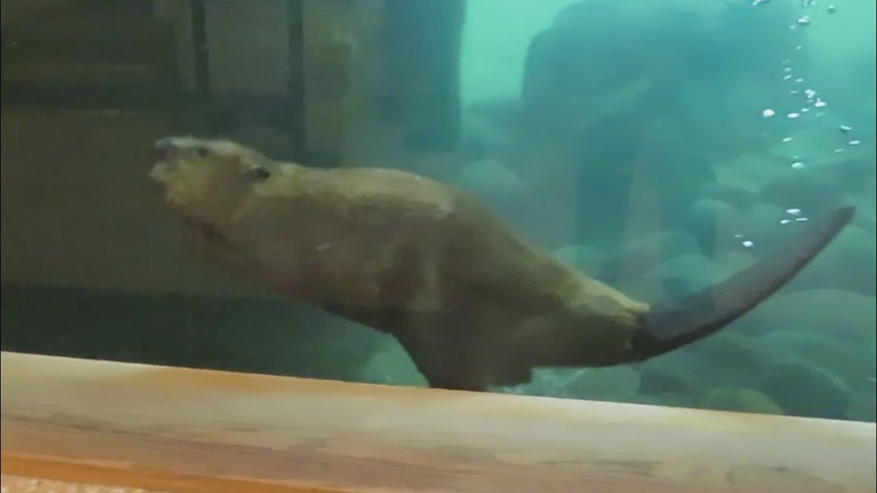 Beaver Swimming Underwater