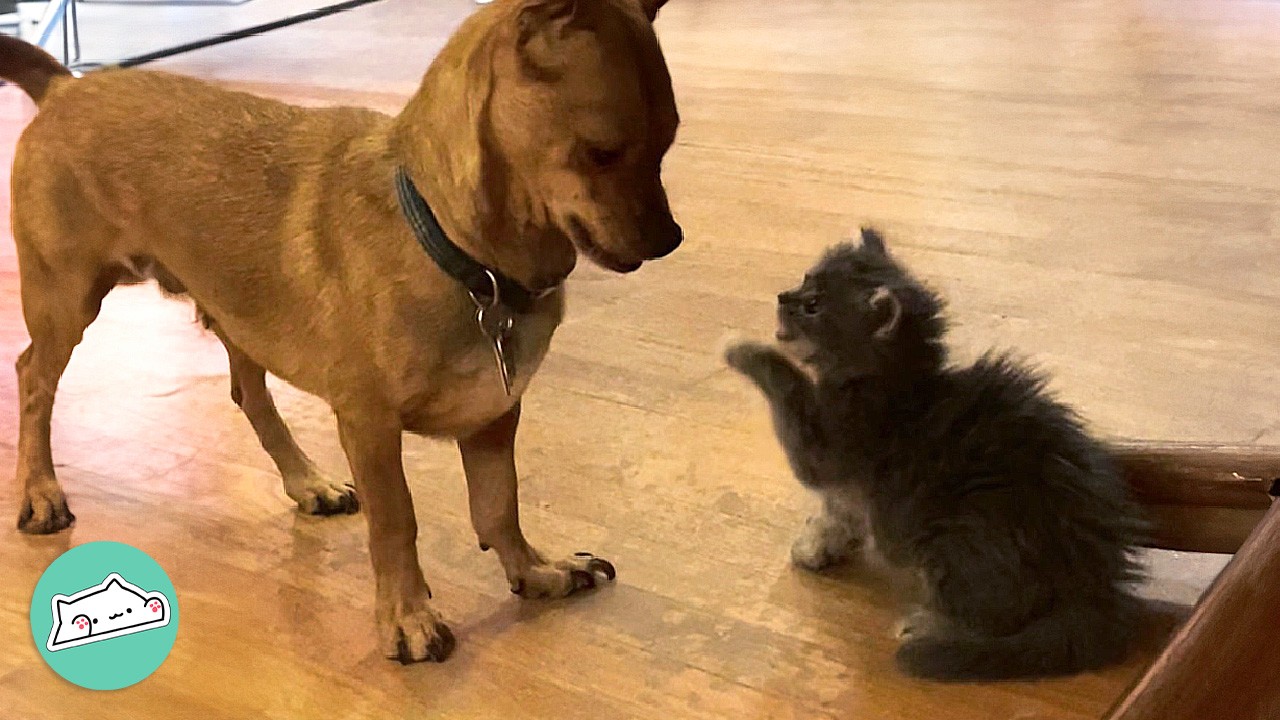 Kitten Thinks She's A Dog And Teaches Foster Pups To Wrestle | Cuddle Buddies