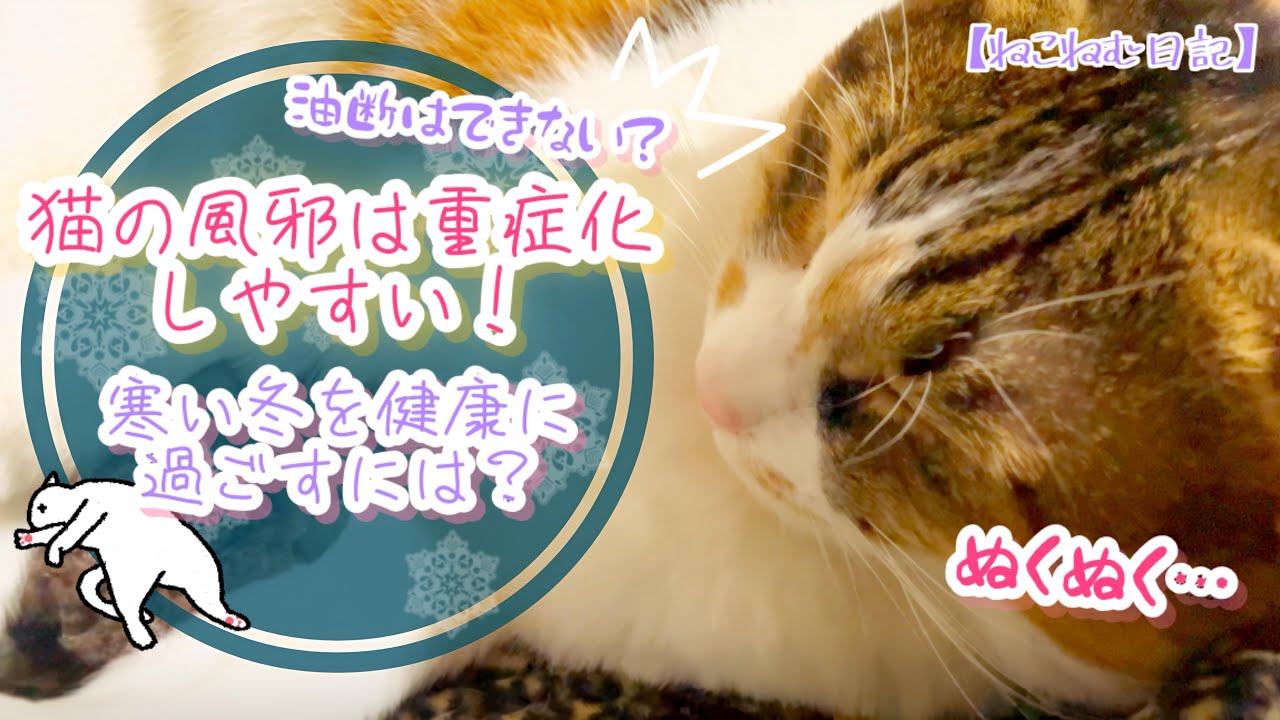 【猫風邪】子猫・シニア猫は要注意！重症化しやすい「猫風邪」は人にも感染する？豆知識と対策法をご紹介。