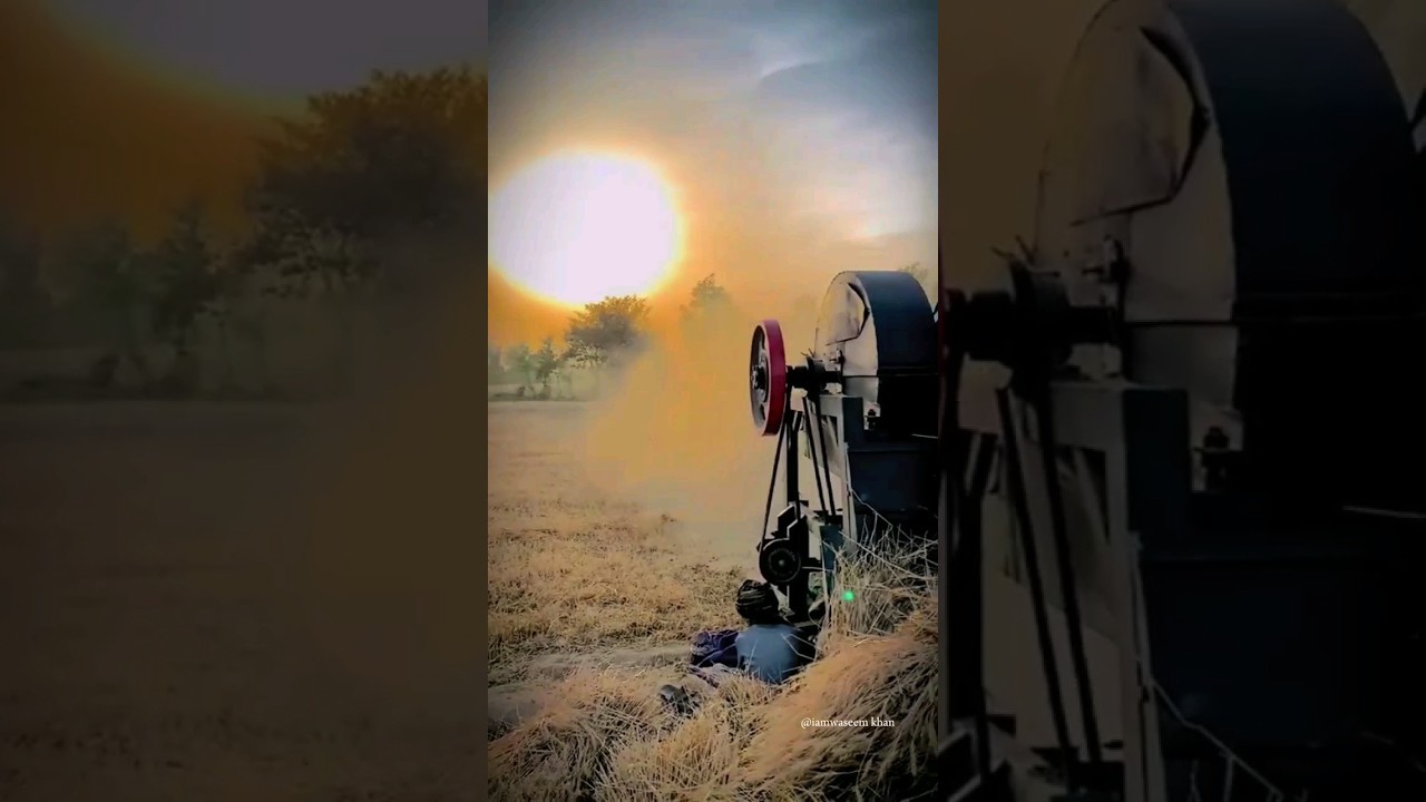 Wheat Harvesting in Pakistan 2023 🌱🌾🌏 #shortsviral #shortvideo
