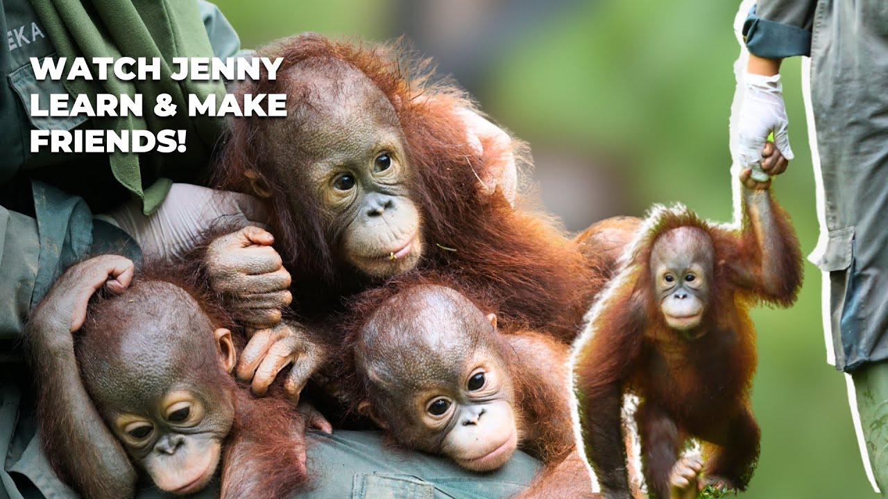 Baby Orangutan Jenny Makes a Friend!