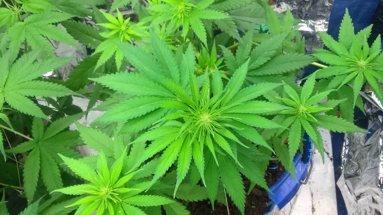 Lemon Kush Purple Kush Day 1 to Day 25 Flowering