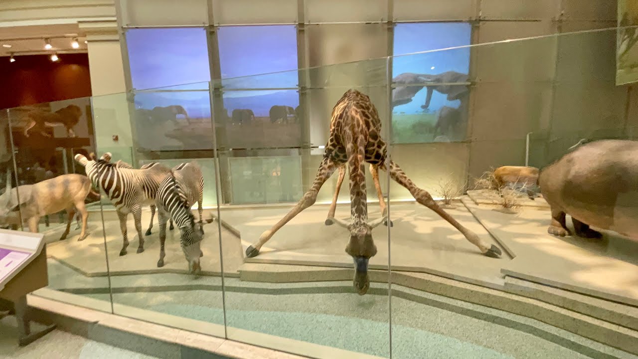 Natural History Museum, Washington DC - Mammals