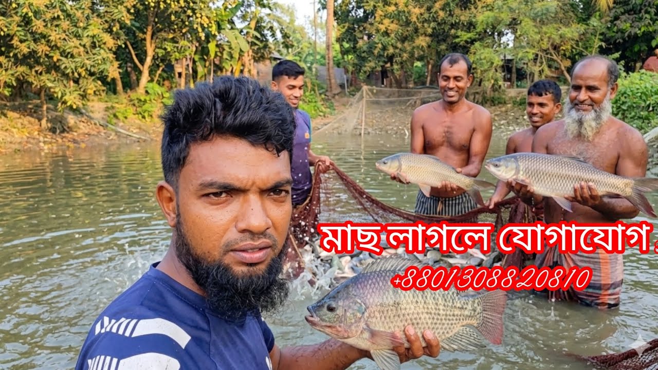 ঘের থেকে বিক্রির জন্য ছোট মাছের পোনা ধরা | জালের টানে মাছের মেলা!