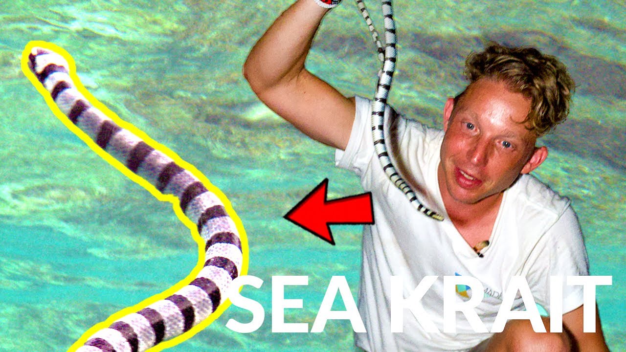 Змеи в море?! Давайте найдём ядовитого морского крайта!