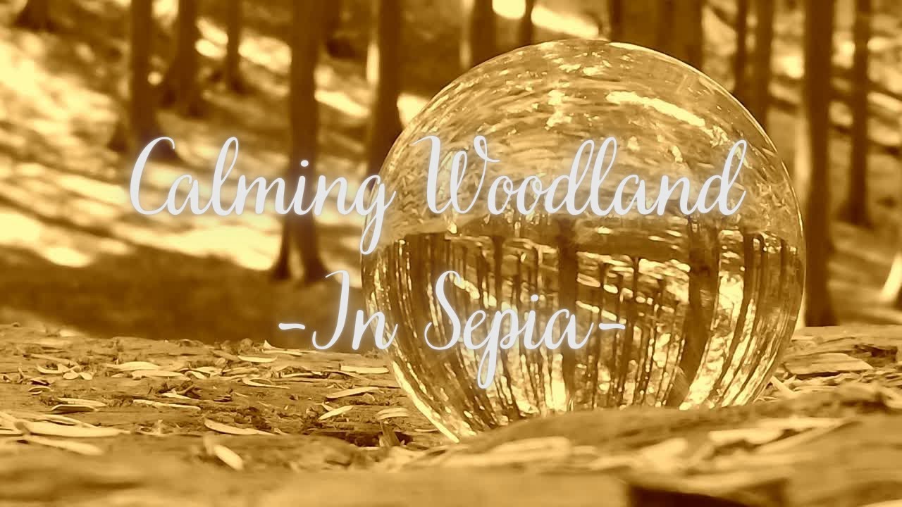 calming woodland in sepia view