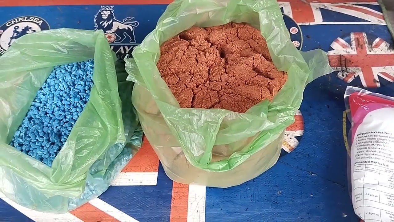 Ilmu  murah Pemupukan Cabe dari Aceh /Gayo masa Generatif/Pembuahan