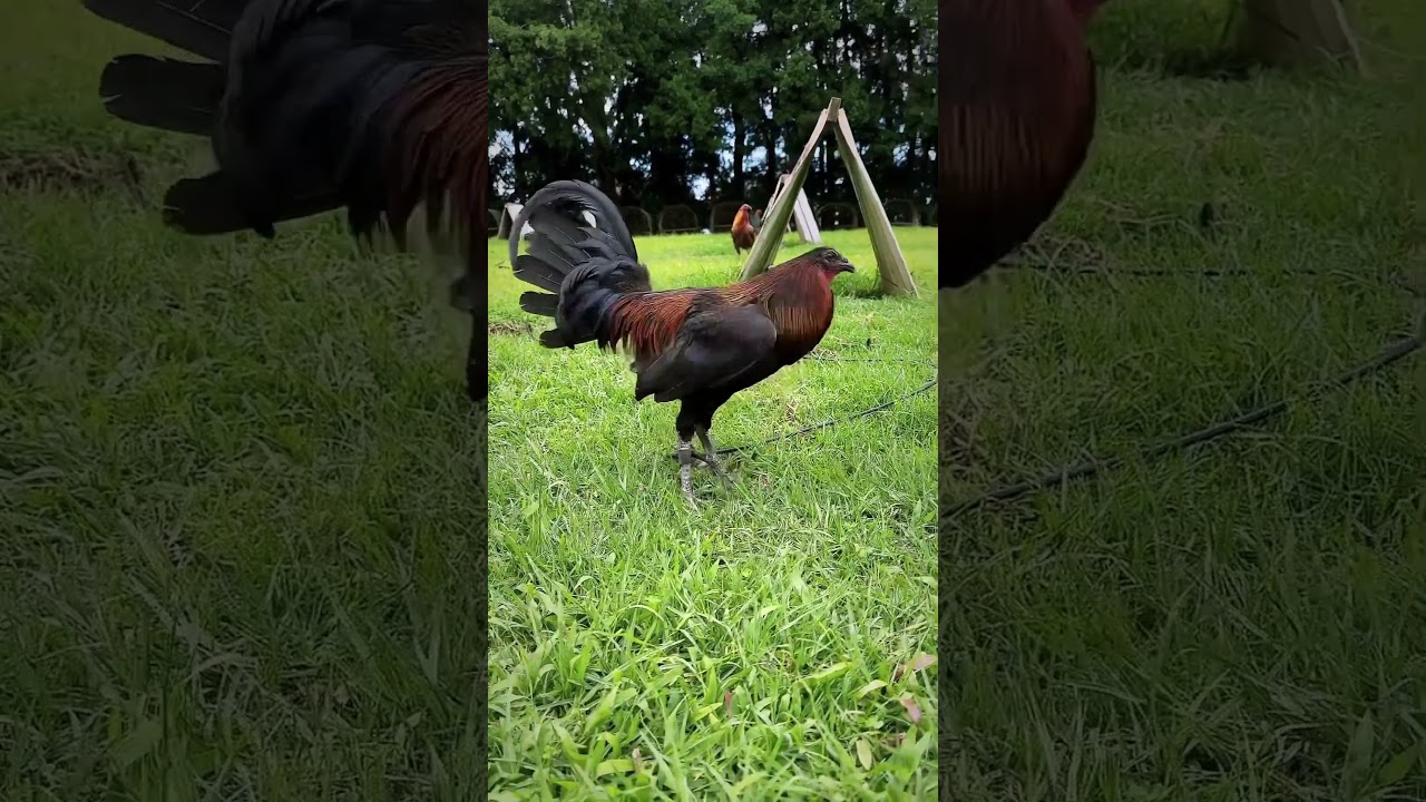 Black McRae Looking Good 🐓👑🔥