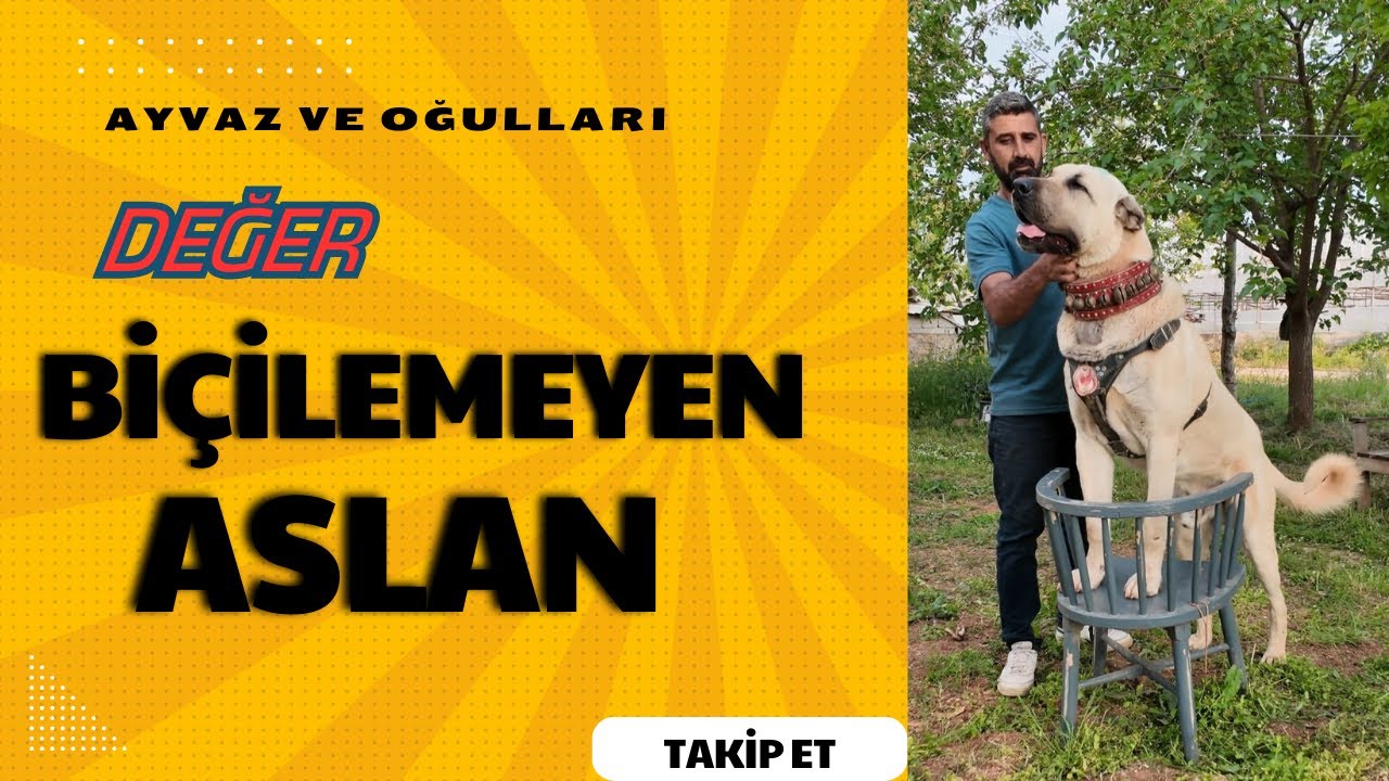 AYVAZ VE AMG LODOS SOYUNUN EFSANEVİ HİKAYESİ
