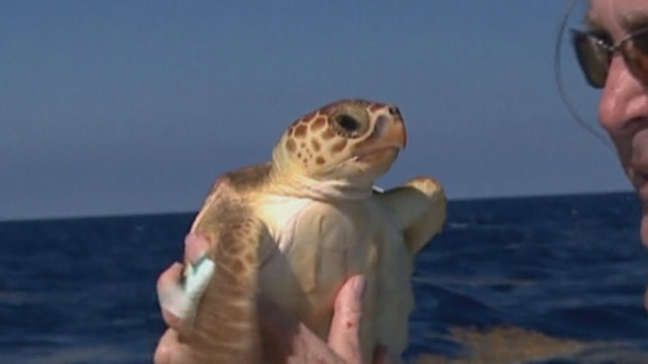 Amazing video! Rescued baby turtle returned to sea off Florida