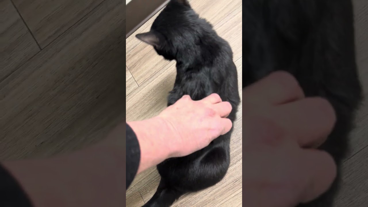 my two black cats