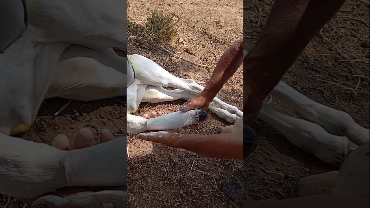ENGESSANDO A M&Atilde;O DA  BEZERRA QUE QUEBROU #shortvideo #fazenda #viralvideo #medicina