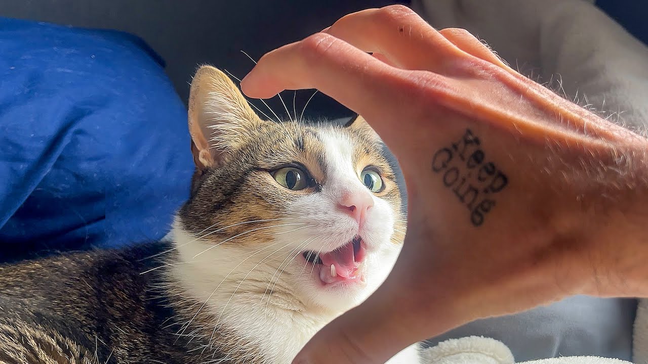 play fighting with my weird ass cat