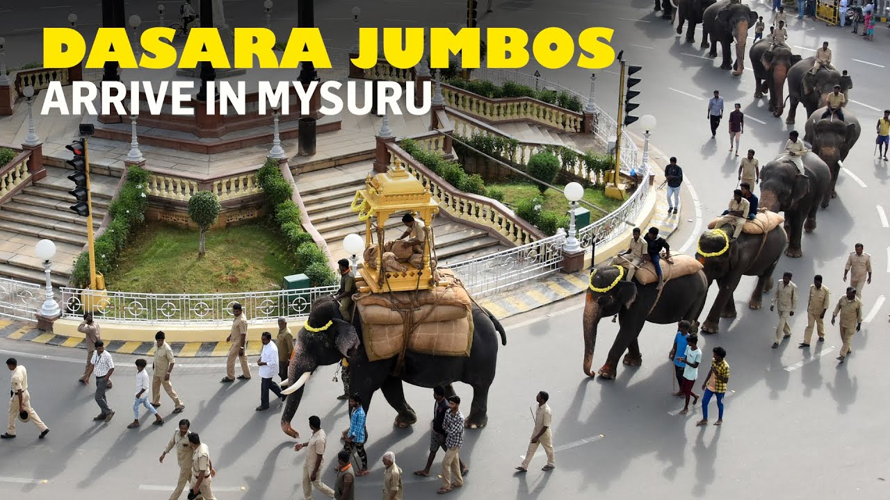 This is how Dasara elephants prepare for the grand Mysuru Dasara