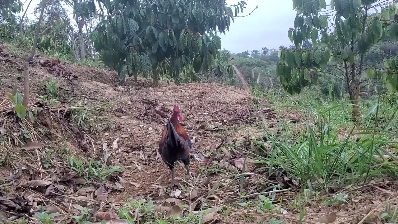 Trap wild chicken bait on coffee plantation morning bait  02/11/2026