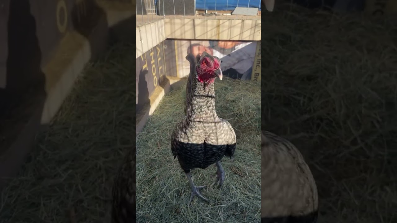 Jap/Hennie #gallofino #backyardbreeder #gamefowl #gallosdecombate #rooster #hennie #gallinas