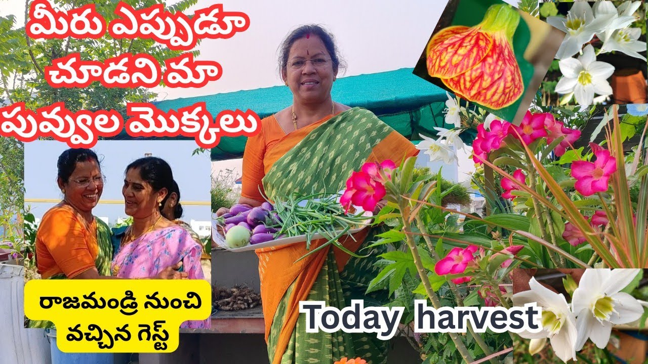 మీరు ఎప్పుడూ చూడని మా పువ్వుల మొక్కలు, గార్డెన్ చూడడానికి రాజమండ్రి నుంచి వచ్చిన గెస్ట్, ఈరోజు పంట