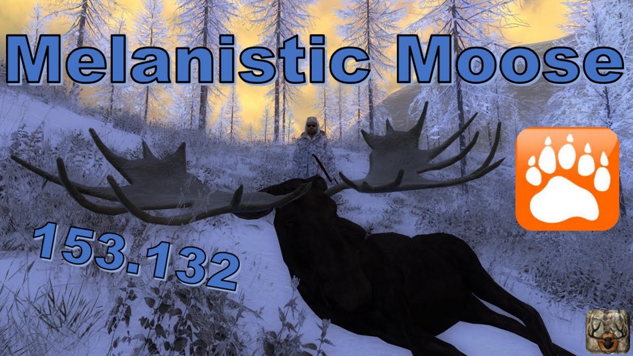 Big Melanistic Bull Moose | theHunter 2016