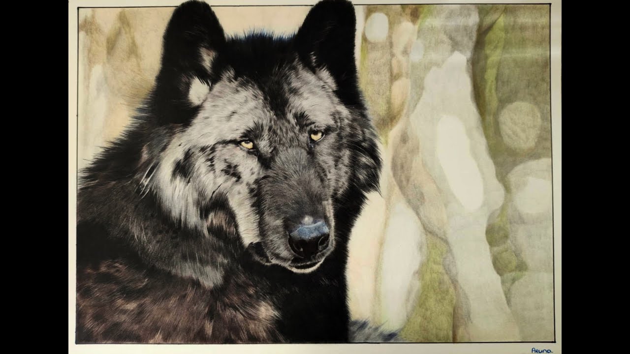 wolf drawing