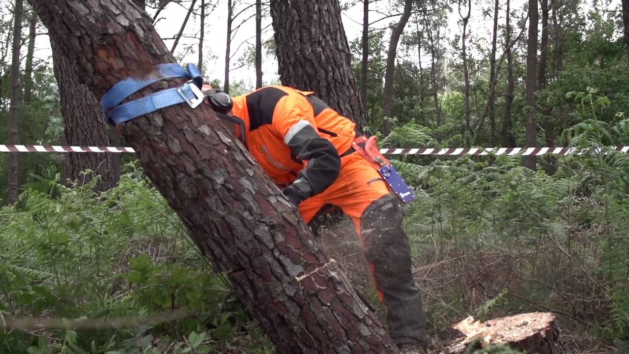 Trabajar con motosierras: Tala de árboles. Árboles enganchados | Vídeo 20