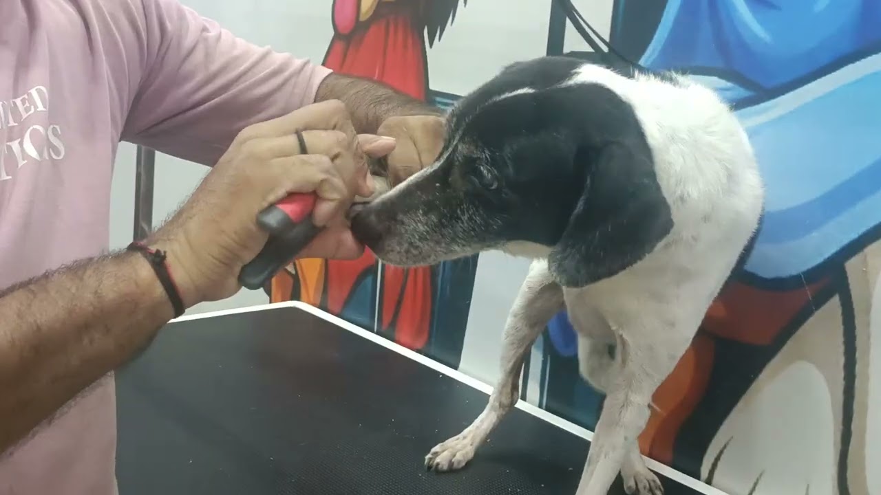 Bugatti my dog 🐕 ear cleaning and nail cutting full video part(3) jabalpur mp contact no- 6392147032