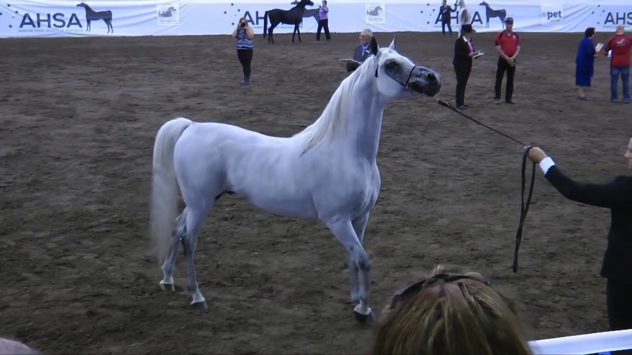 Stallion Final - 2016 Australian Arabian National Championships