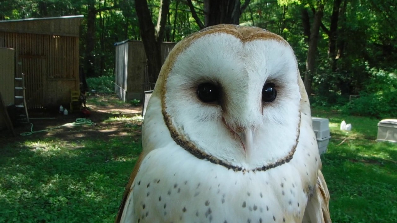 Barn Owl or Feather Banshee?