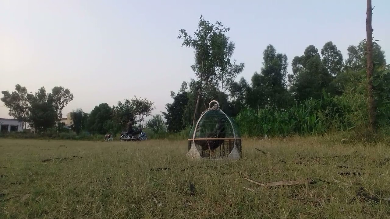 kala teeter patha pure sindhi