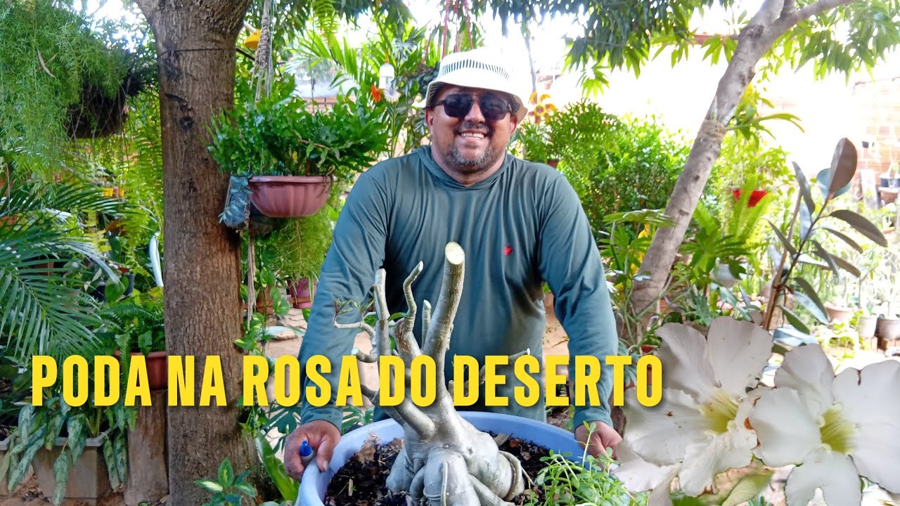 PERÍODO CHUVOSO EXIGE CUIDADO COM AS #ROSADODESERTO 