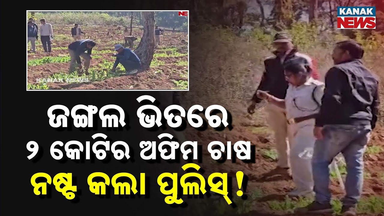Massive Opium Farming Busted in Similipal! ₹2 Crore Illegal Plants Destroyed | Mayurbhanj