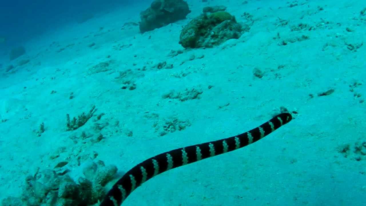 ウミヘビと泳ぐ　 Ijima's turtle-headed sea snake