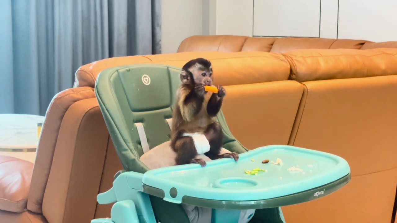 3 Minutes of Genie Being a Table King 👑🍅 #babycapichin